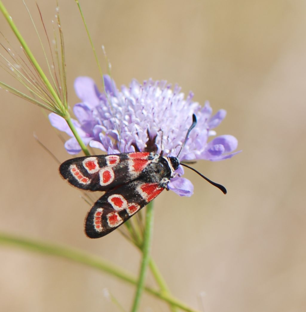 Zygaena carniolica? S  !